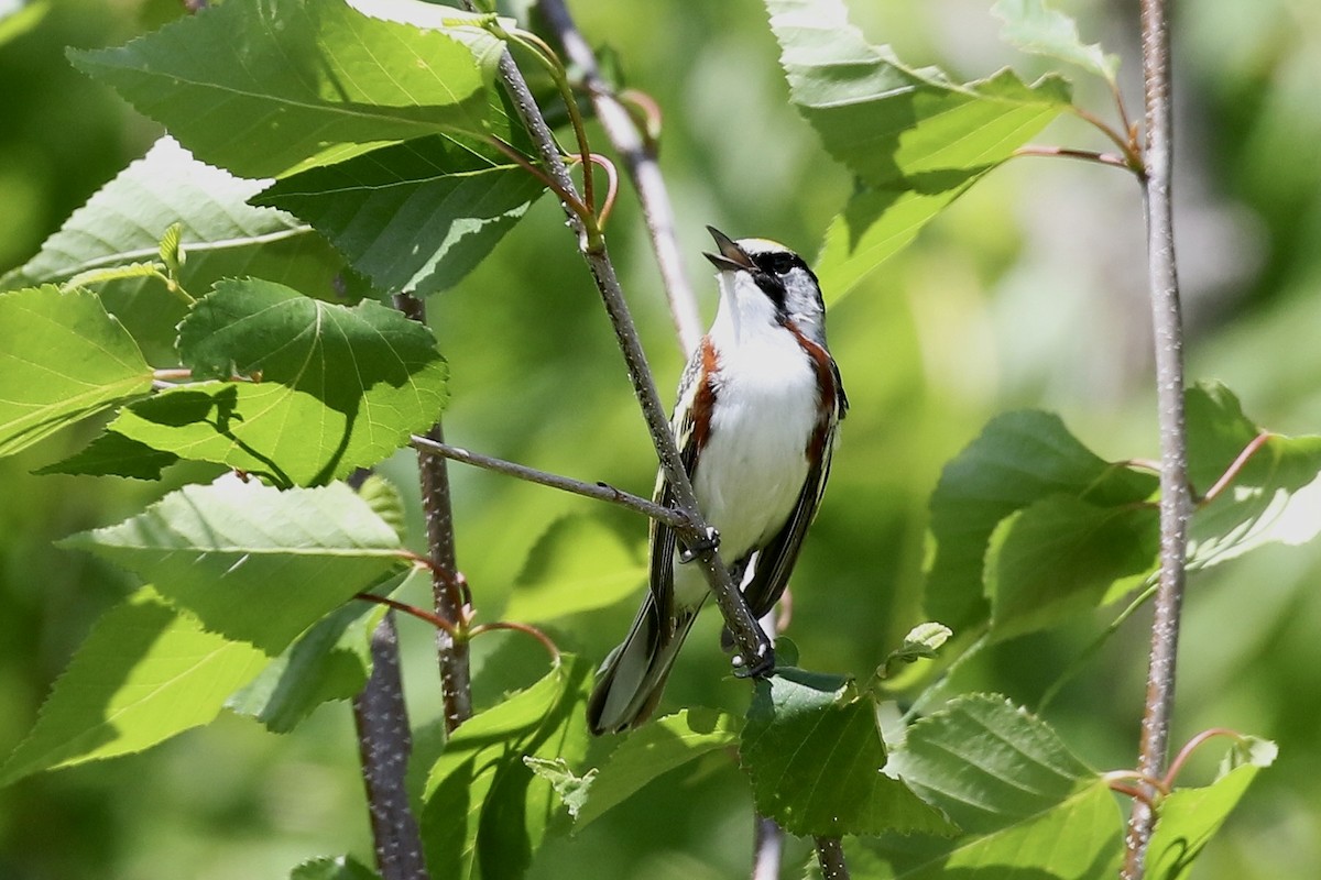 Chestnut-sided Warbler - ML659666085