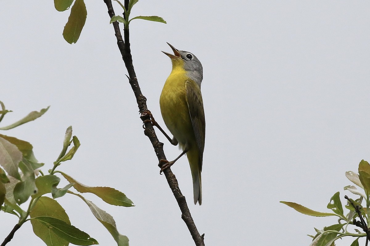 Nashville Warbler - ML659666095