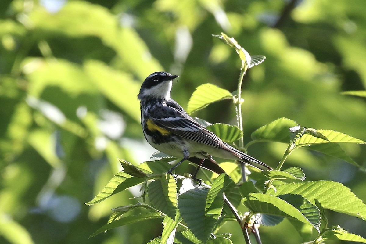 Yellow-rumped Warbler - ML659666131