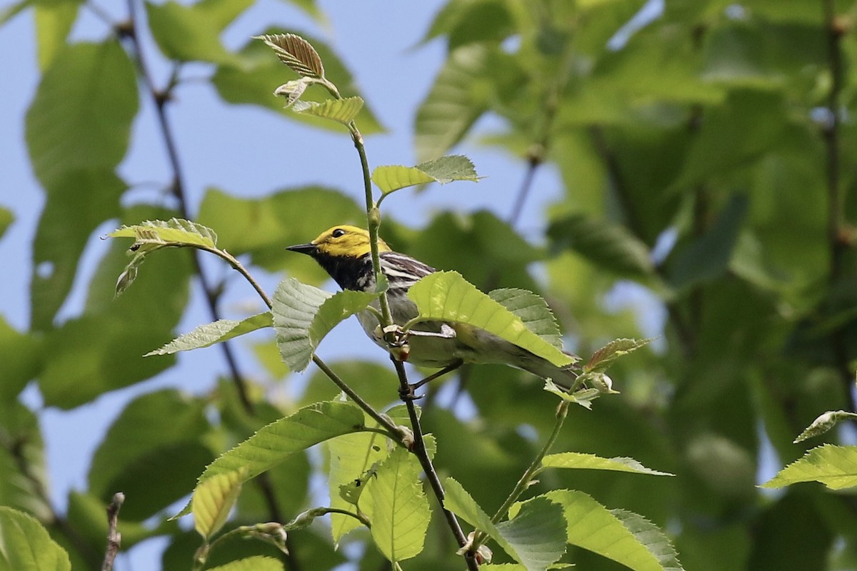 Black-throated Green Warbler - ML659666138