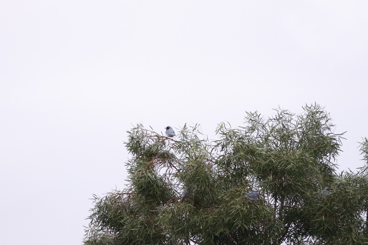 eBird Checklist - 14 Jun 2026 - Kanku - Breakaways Conservation Park ...