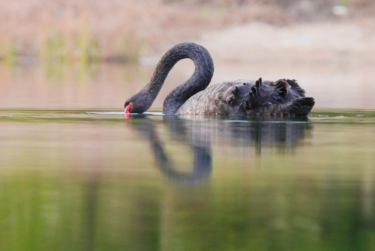 Cigno nero - ML659667025