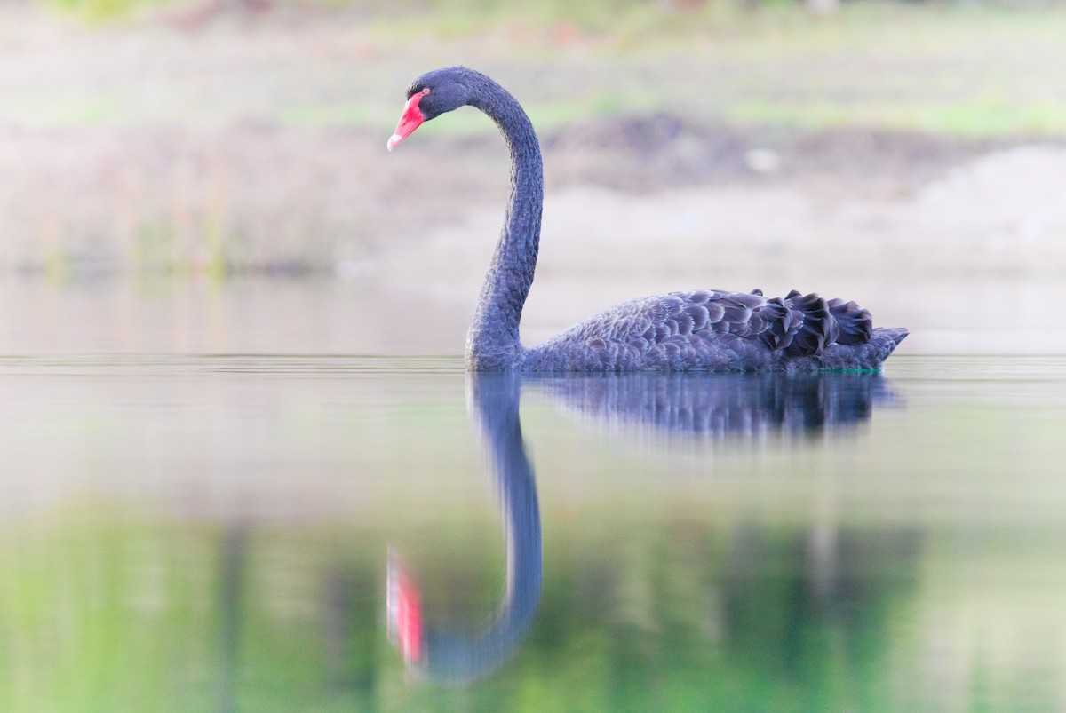 Cigno nero - ML659667026