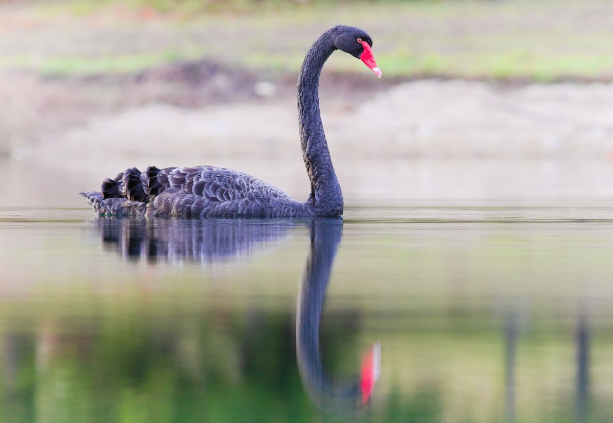 Cigno nero - ML659667028