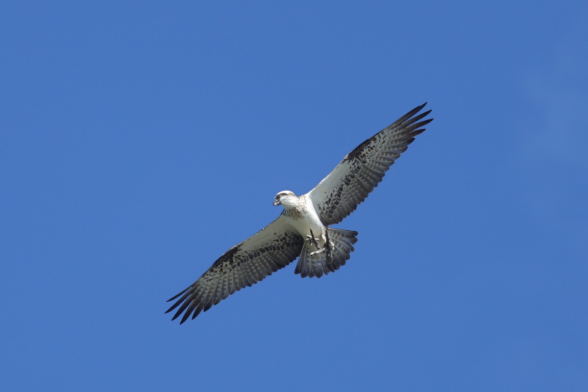 Balbuzard pêcheur - ML659667371