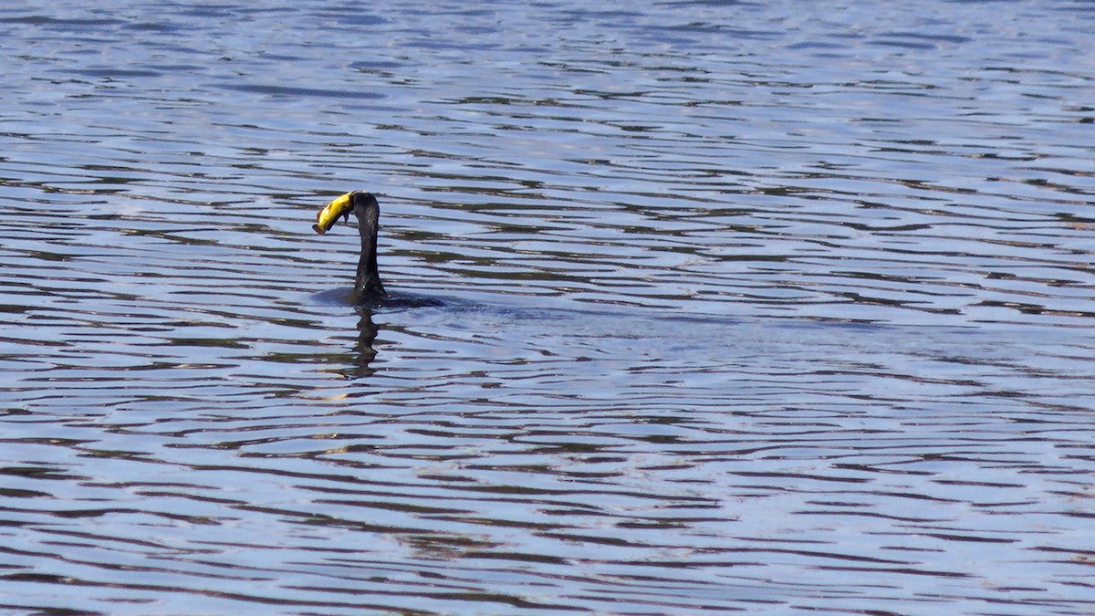 Great Cormorant - ML659667440