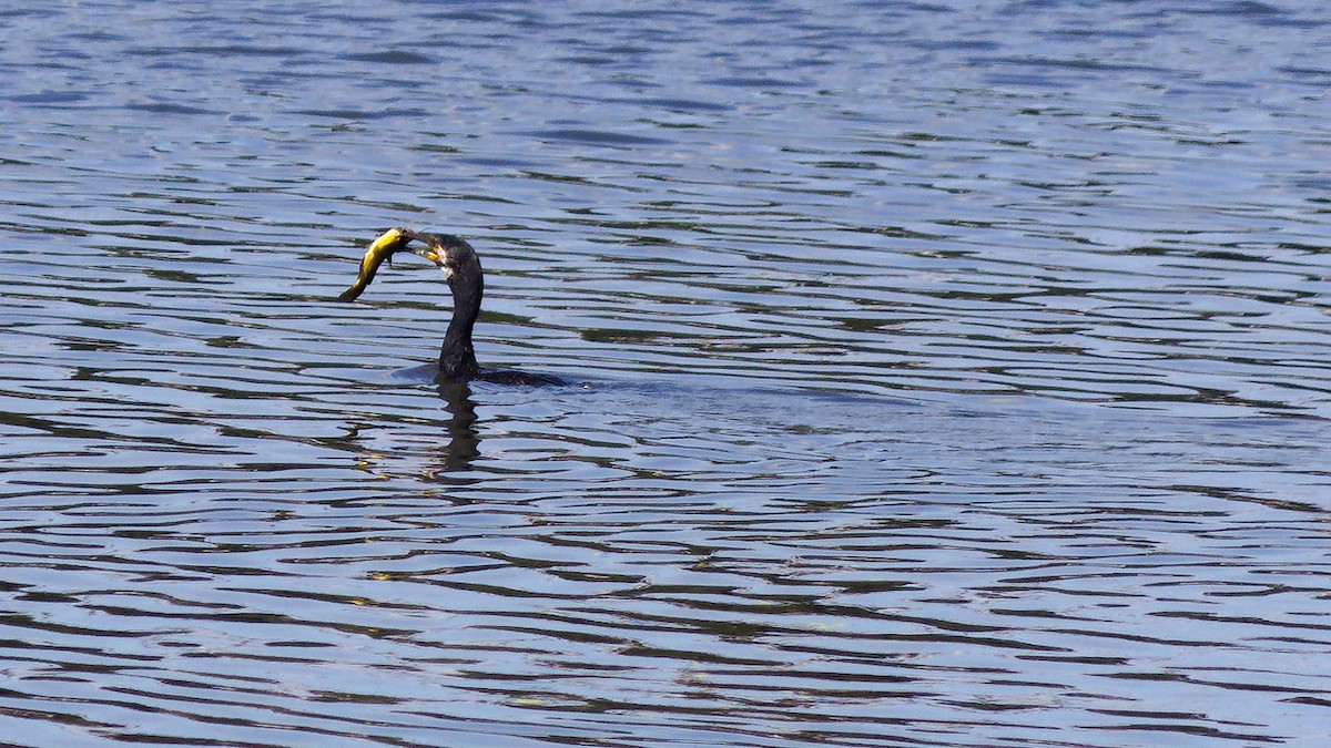 Great Cormorant - ML659667441