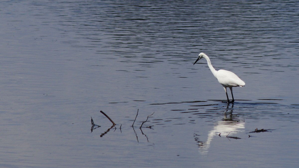 Little Egret - ML659667445