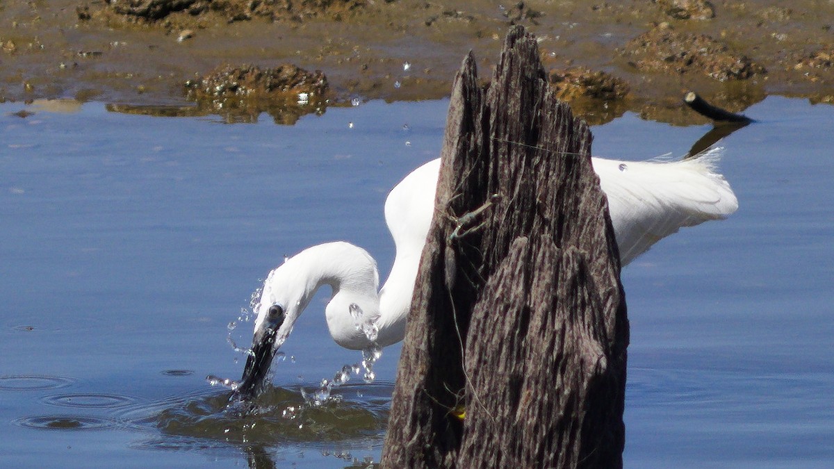 Little Egret - ML659667454
