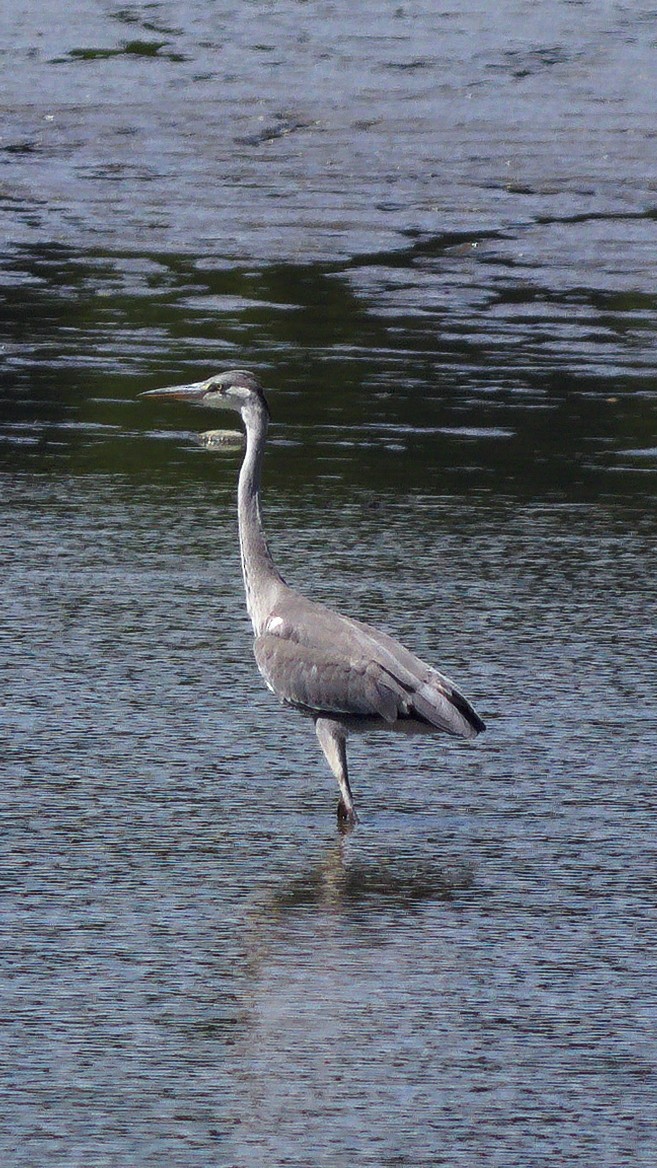 Gray Heron - ML659667477