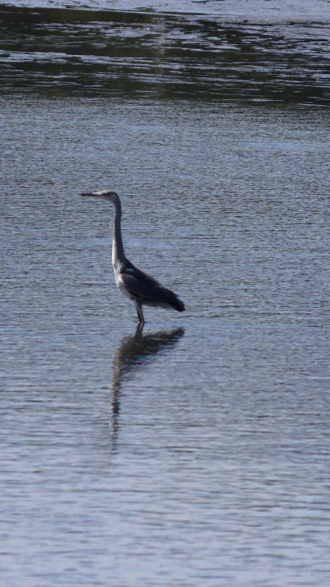 Gray Heron - ML659667478