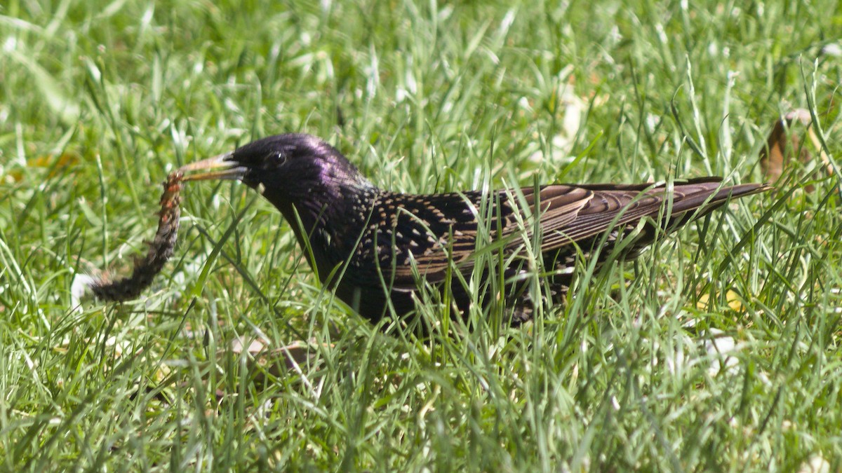 European Starling - ML659667485