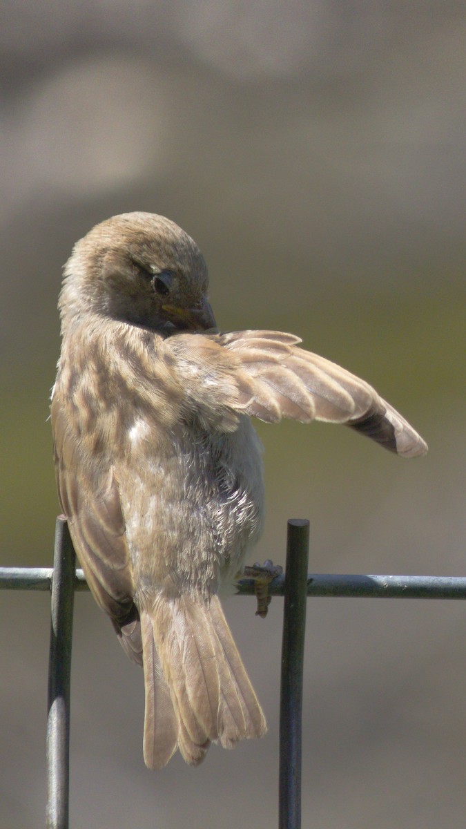 House Sparrow - ML659667492