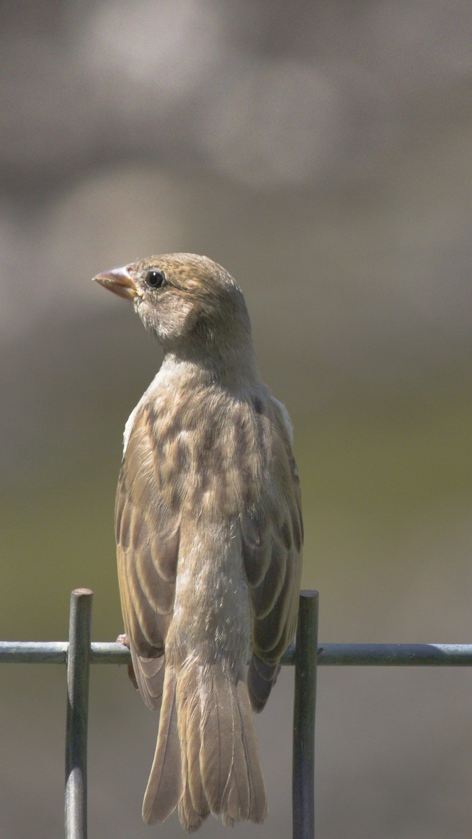 House Sparrow - ML659667493