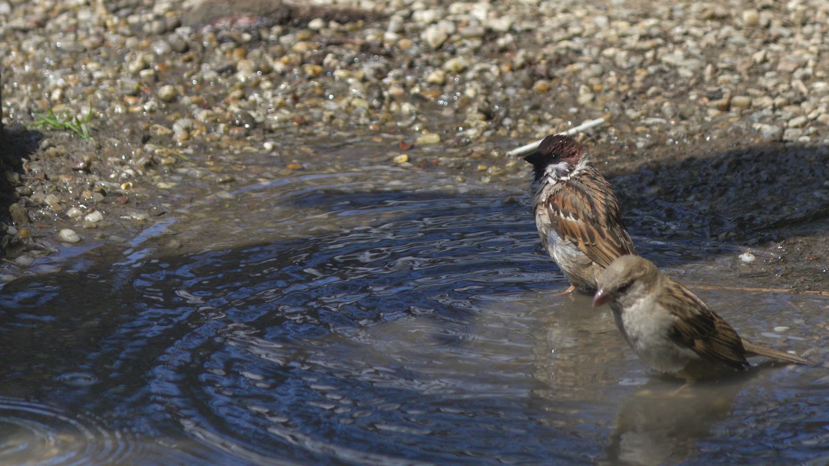 House Sparrow - ML659667494