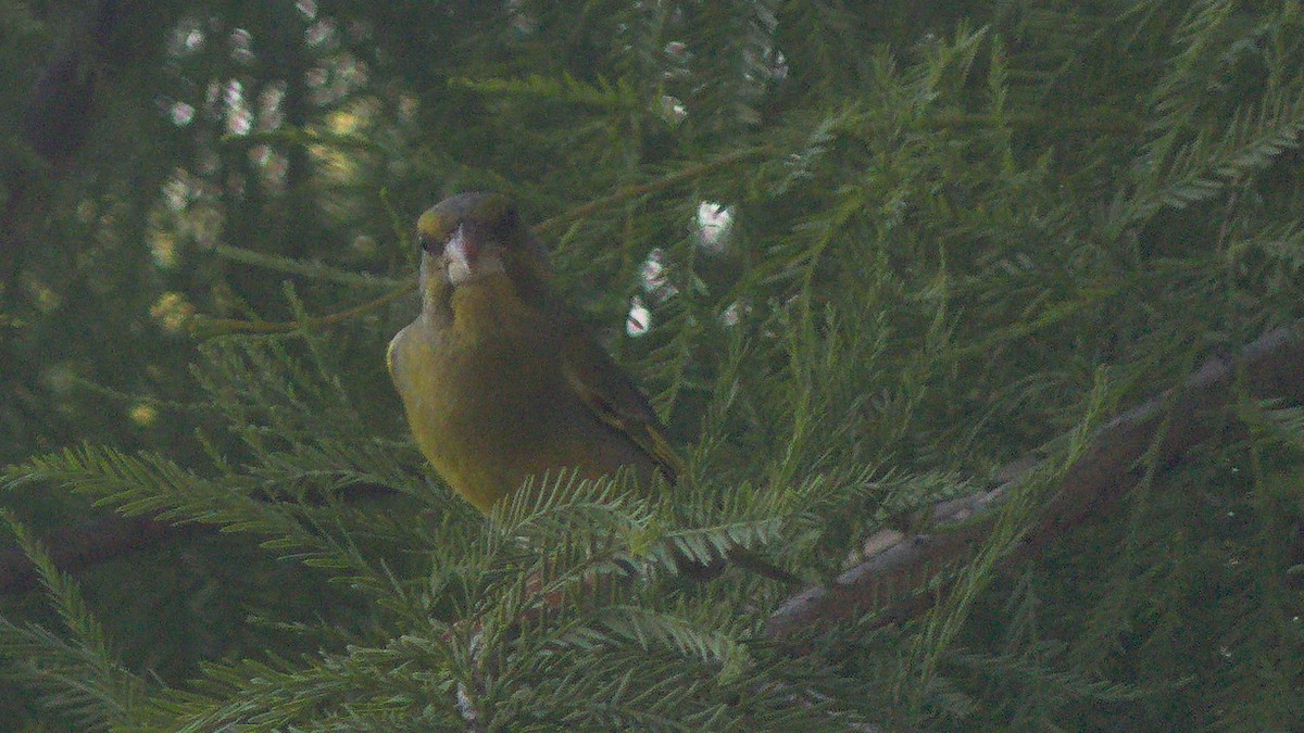 European Greenfinch - ML659667498