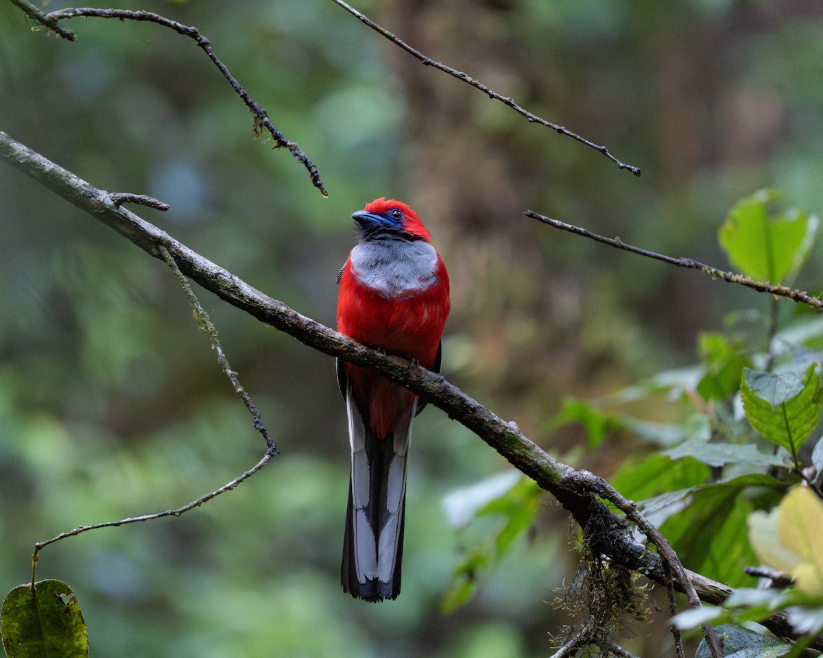 Whitehead's Trogon - ML659667623