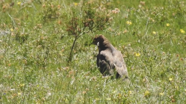 European Honey-buzzard - ML659667898