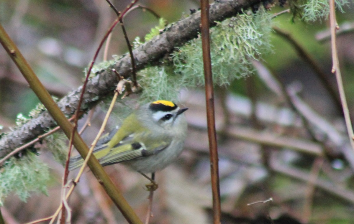 Golden-crowned Kinglet - ML65966901