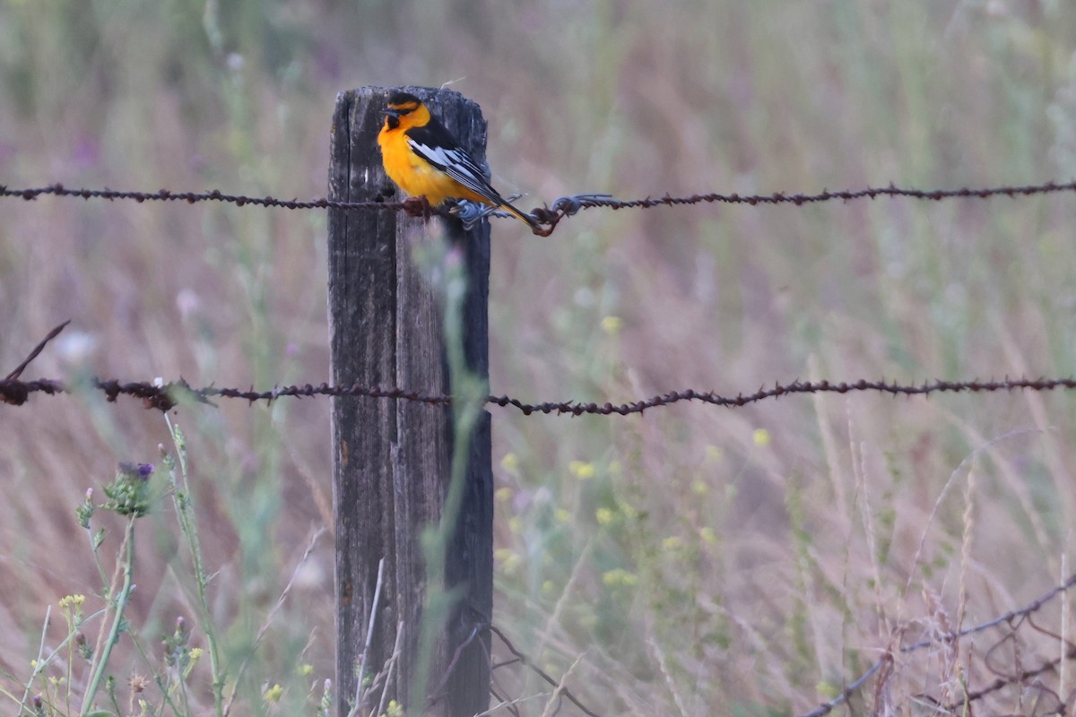Bullock's Oriole - ML659670149