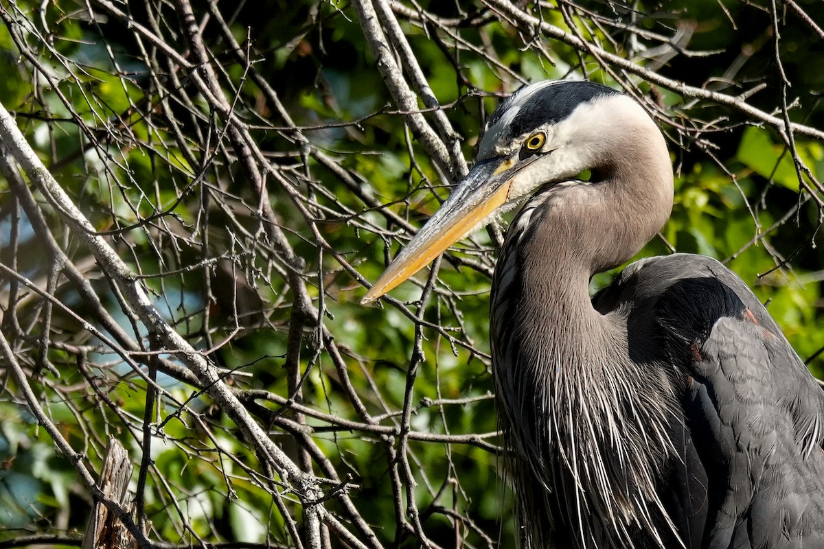 Great Blue Heron - ML659671140