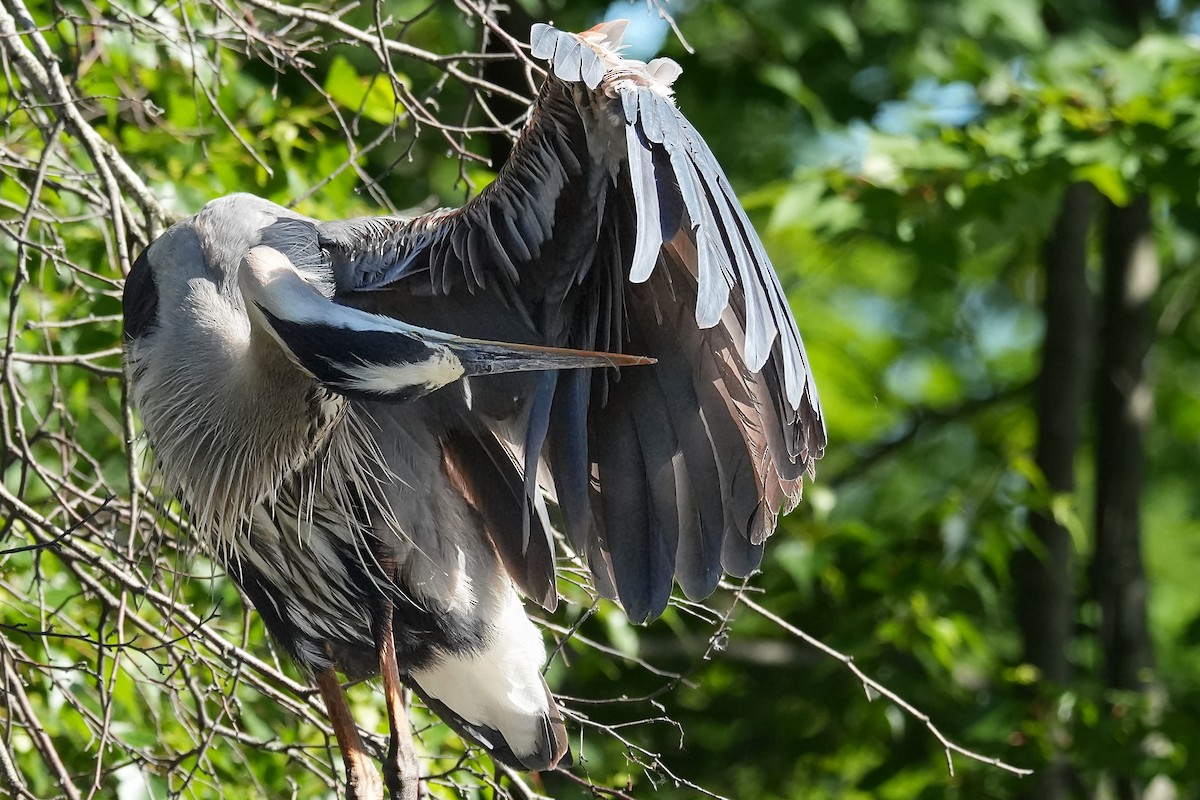 Great Blue Heron - ML659671141