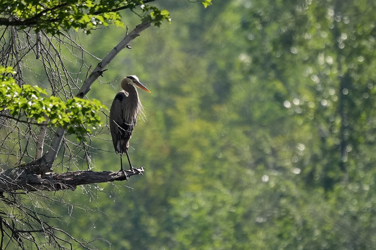 Great Blue Heron - ML659671142