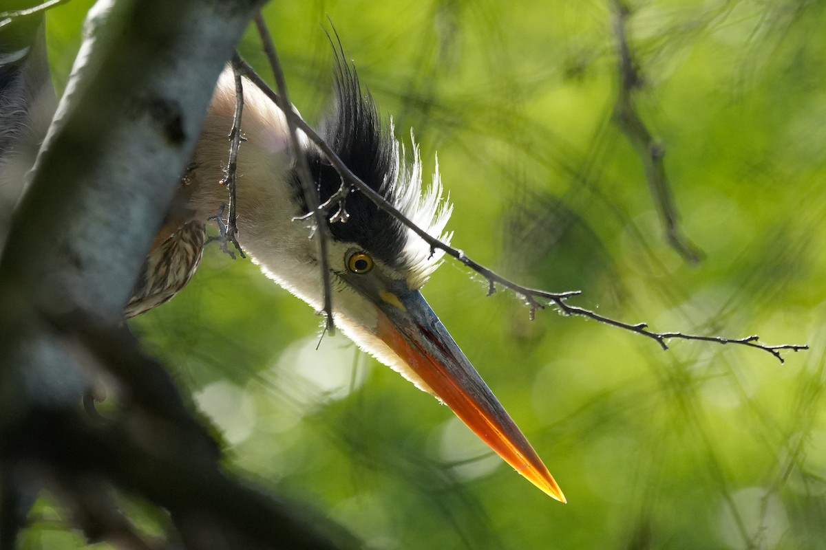 Great Blue Heron - ML659671143