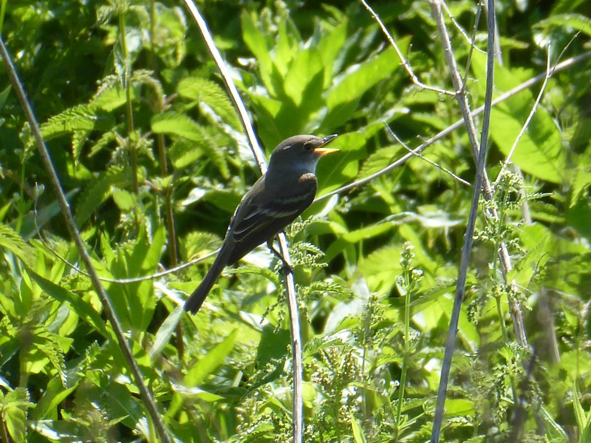 Willow Flycatcher - ML659671146