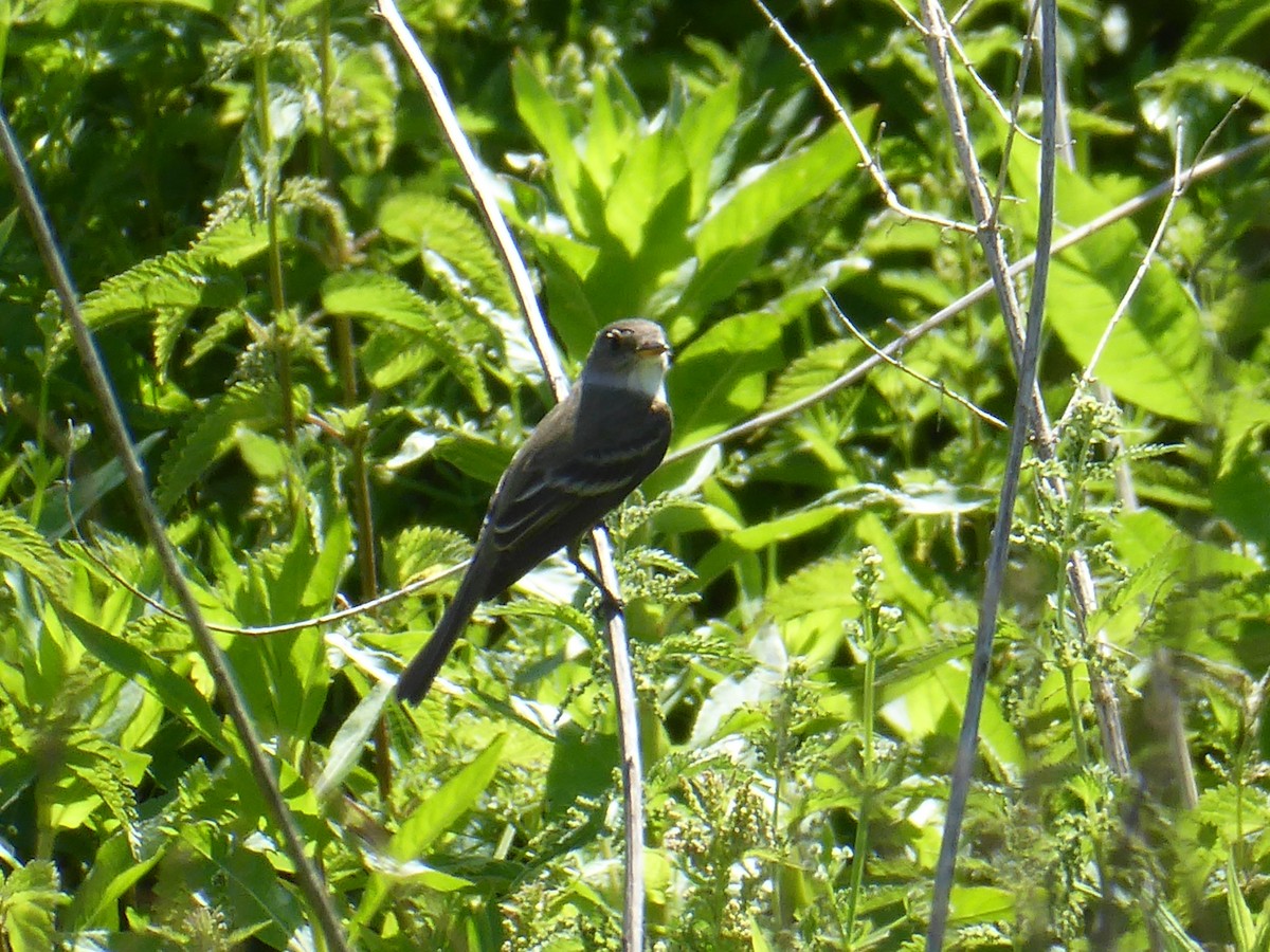 Willow Flycatcher - ML659671148