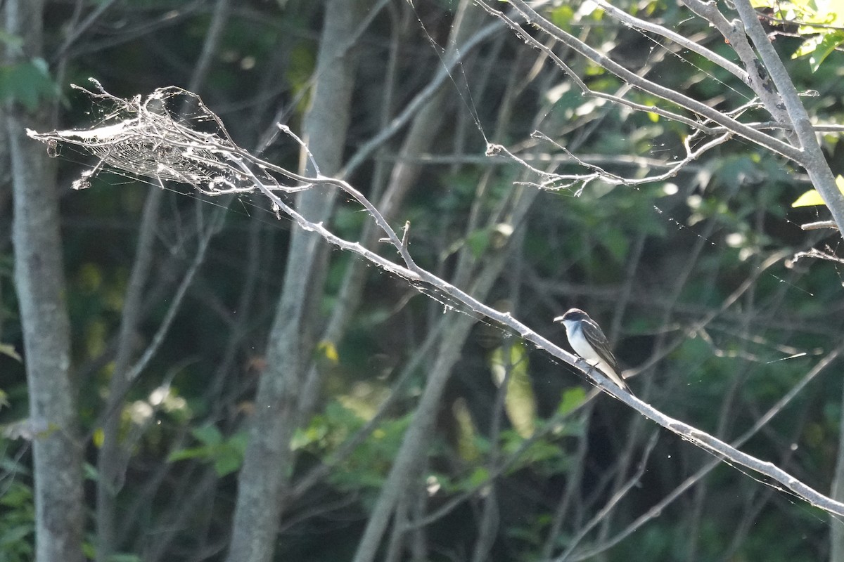Eastern Kingbird - ML659671197