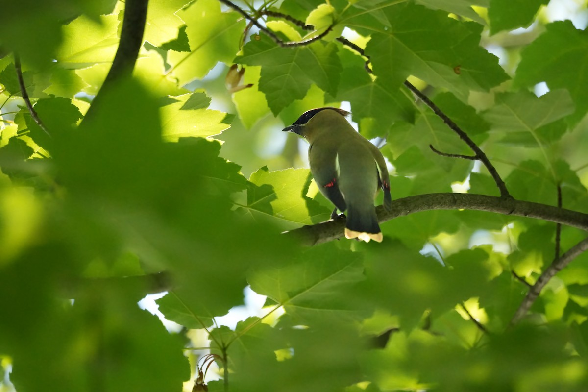 Cedar Waxwing - ML659671208
