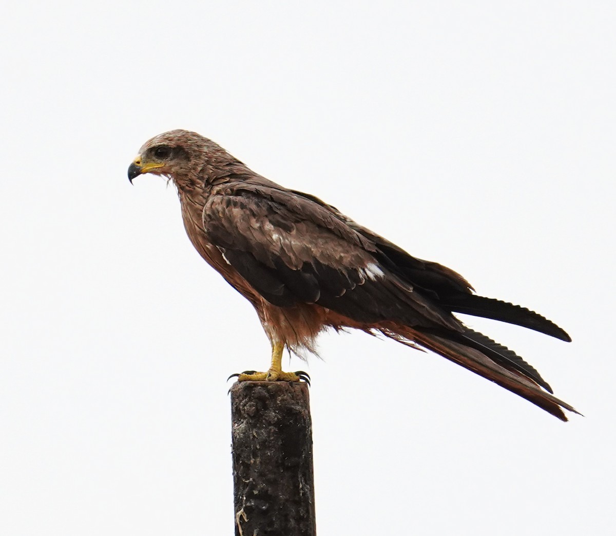 Black Kite - ML659671229