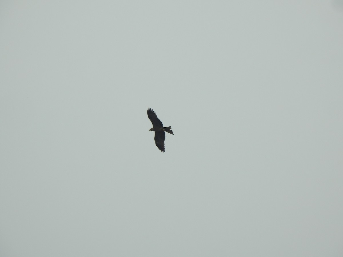 Black Kite - ML659671352