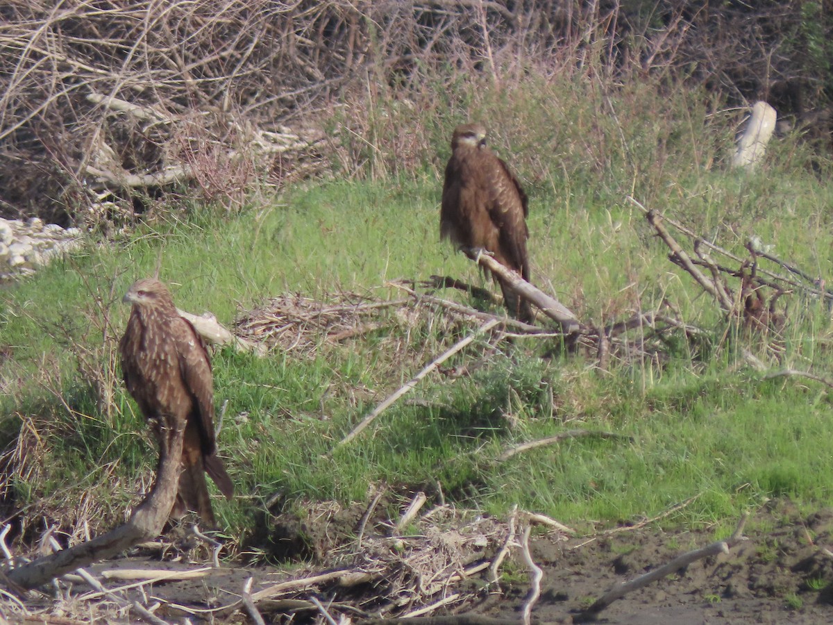 Black Kite (Black-eared) - ML659671696