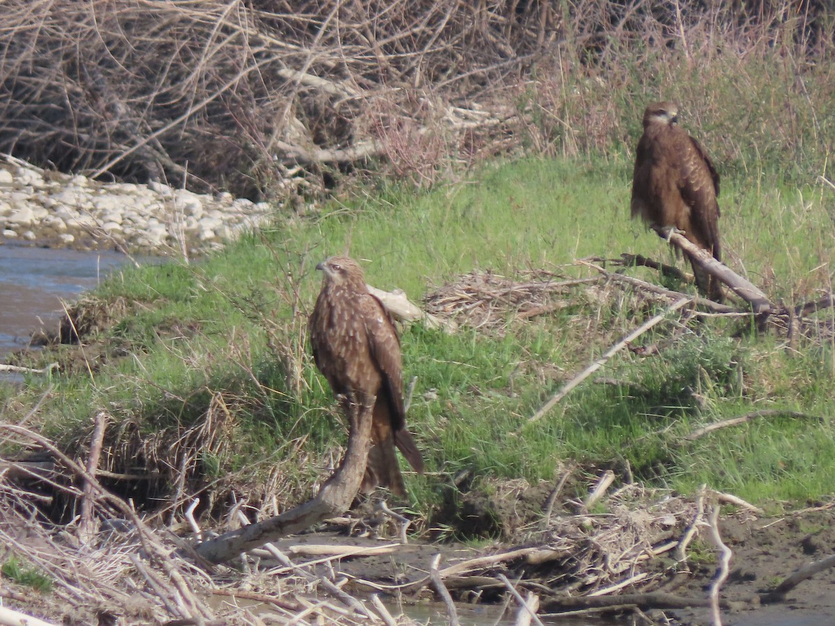 Black Kite (Black-eared) - ML659671697