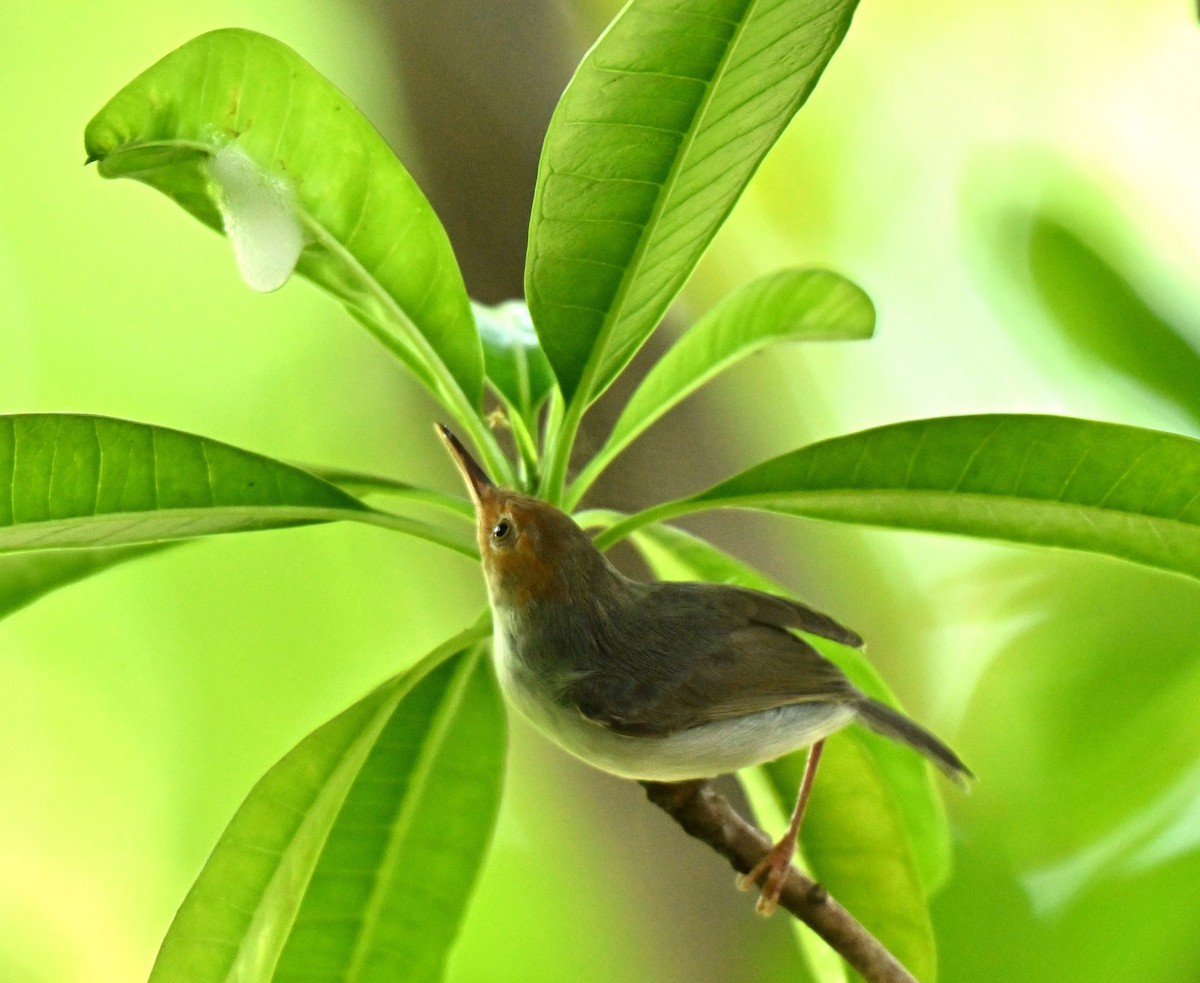 Ashy Tailorbird - ML659671927