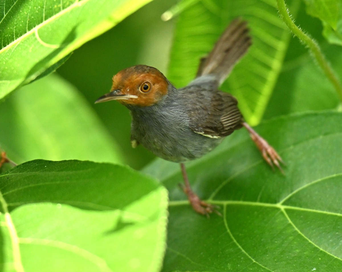 Ashy Tailorbird - ML659671928