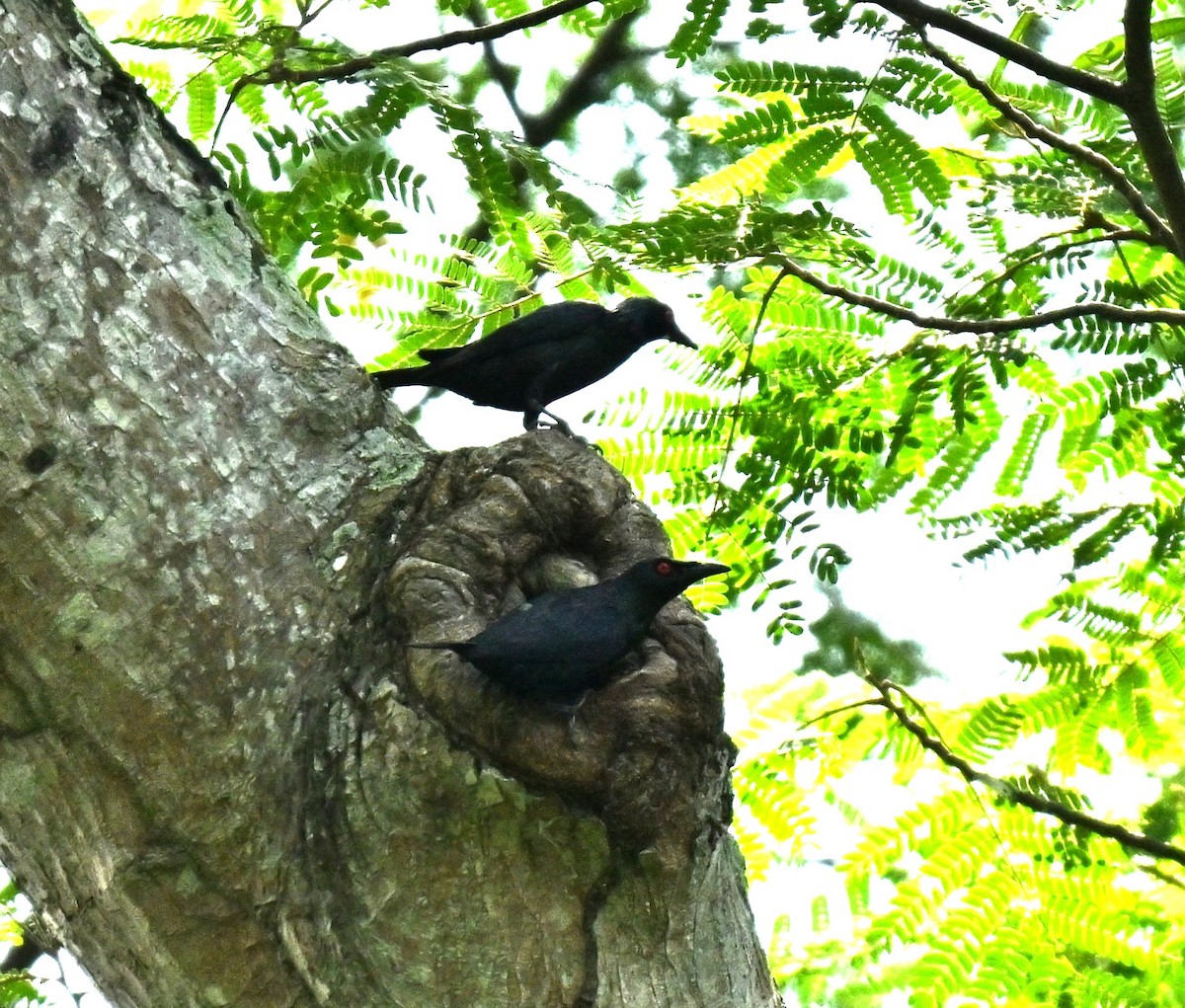 亞洲輝椋鳥 - ML659671968