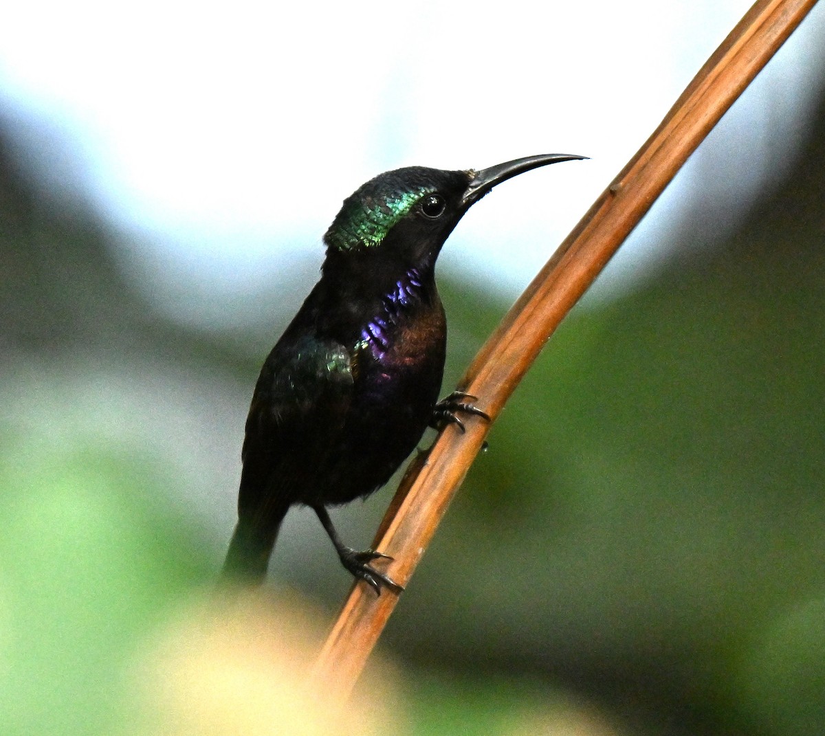Copper-throated Sunbird - ML659671979