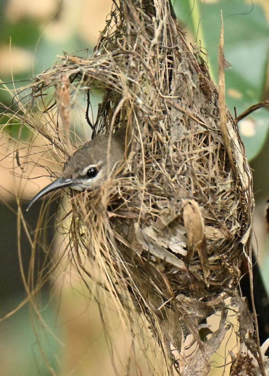 Copper-throated Sunbird - ML659671980
