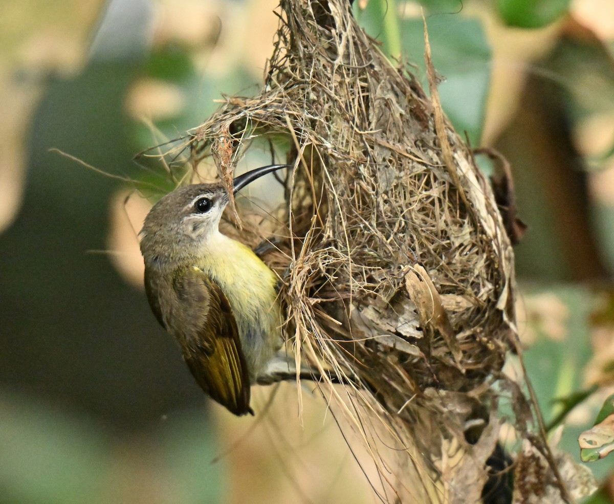 Copper-throated Sunbird - ML659671981
