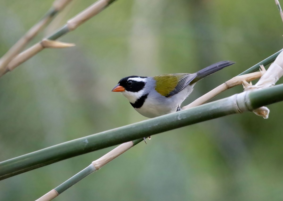 Saffron-billed Sparrow (Saffron-billed) - ML659672219