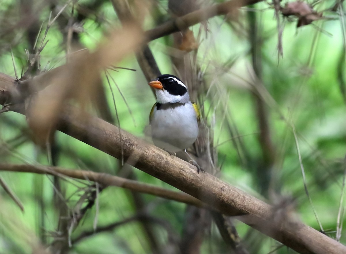 Saffron-billed Sparrow (Saffron-billed) - ML659672272