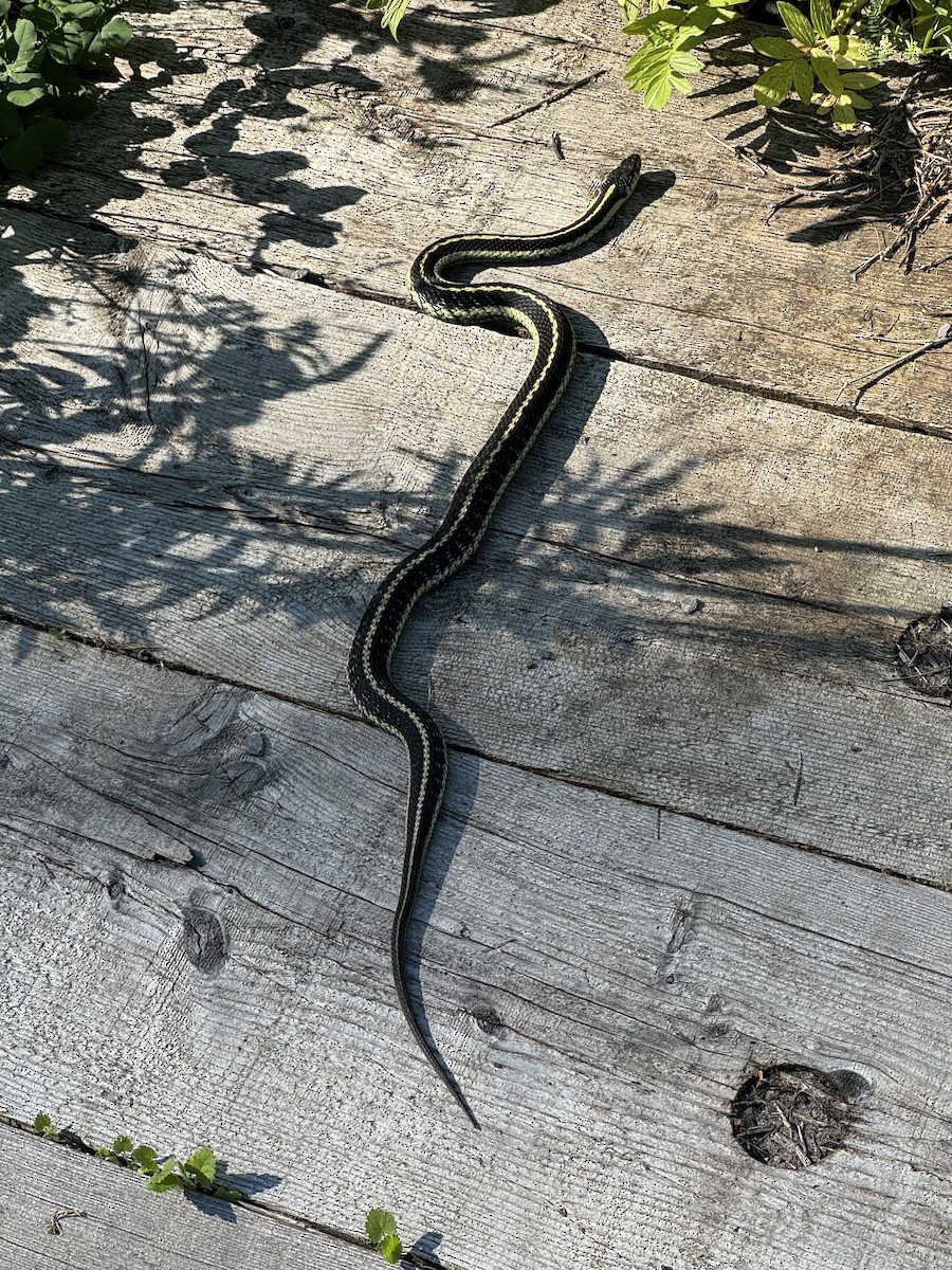 Common Garter Snake - ML659672357
