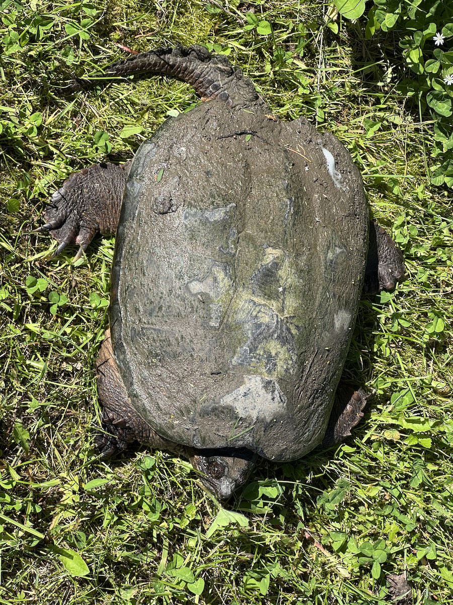 Common Snapping Turtle - ML659672358