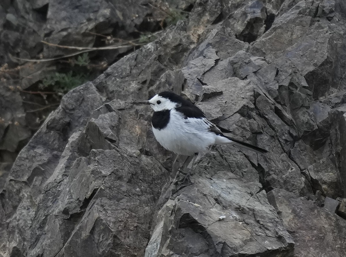 konipas bílý (ssp. leucopsis) - ML659672359