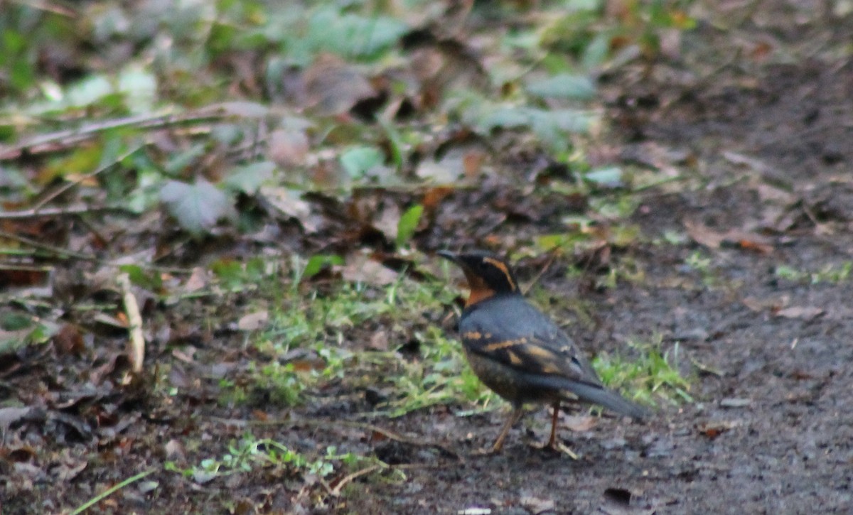 Varied Thrush - ML65967241