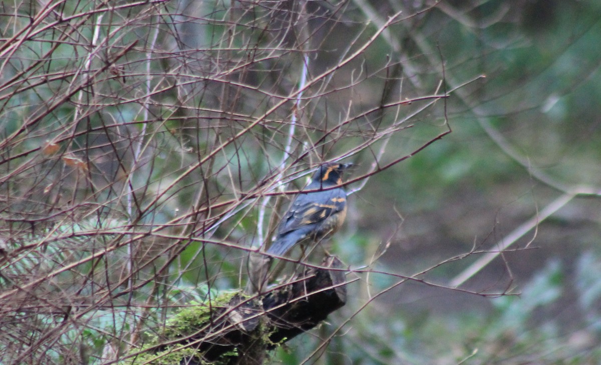 Varied Thrush - ML65967261