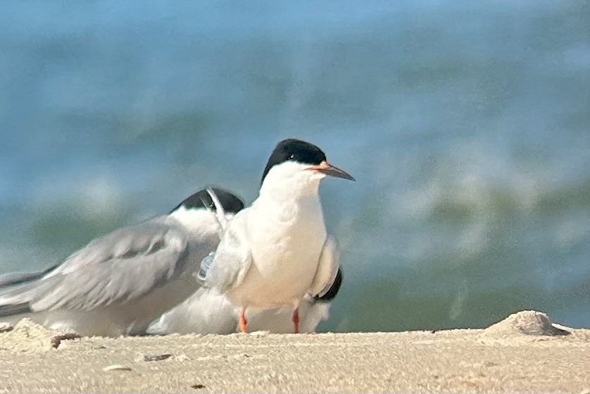 Roseate Tern - ML659672793